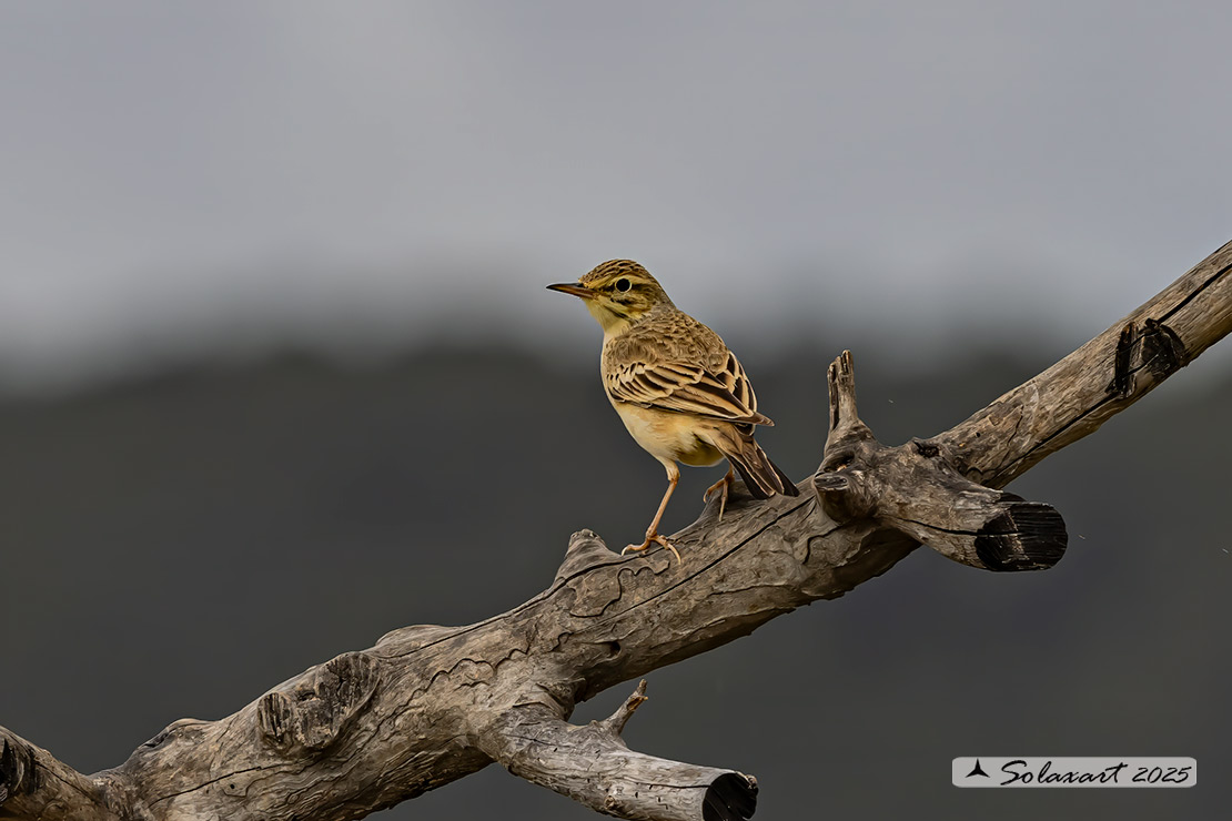 Anthus campestris; Calandro; Tawny pipit